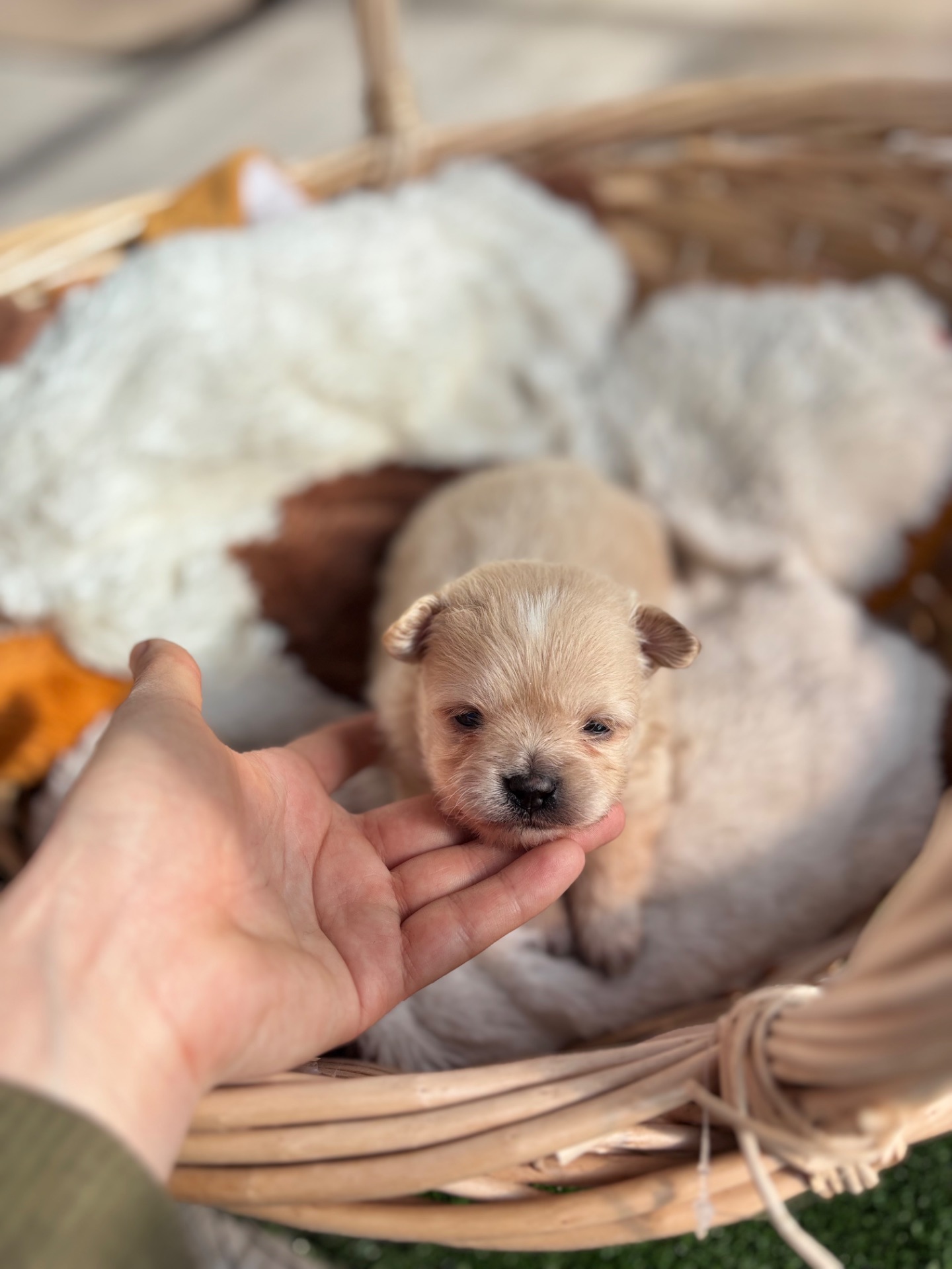 Мальтіпу ф1