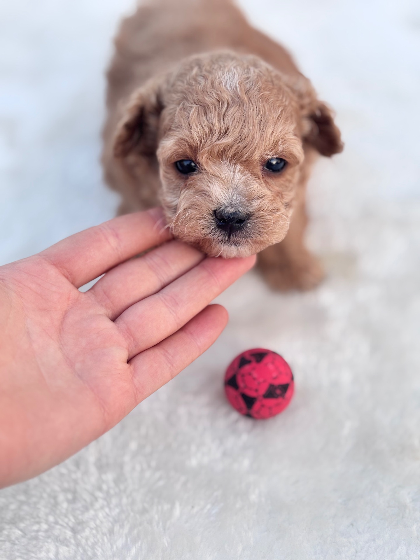 Мальтіпу ф1