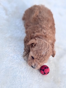 Мальтіпу ф1