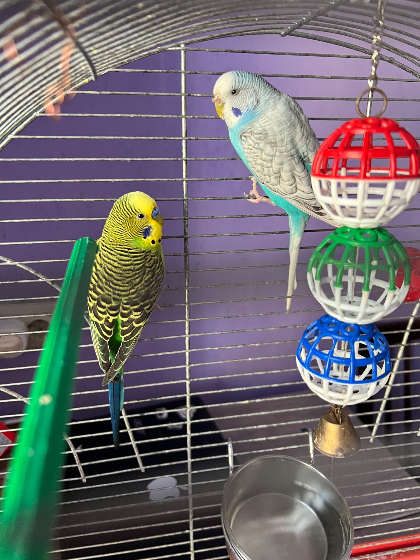 Шукаю новий дім для пари молодих хвилястих папужок