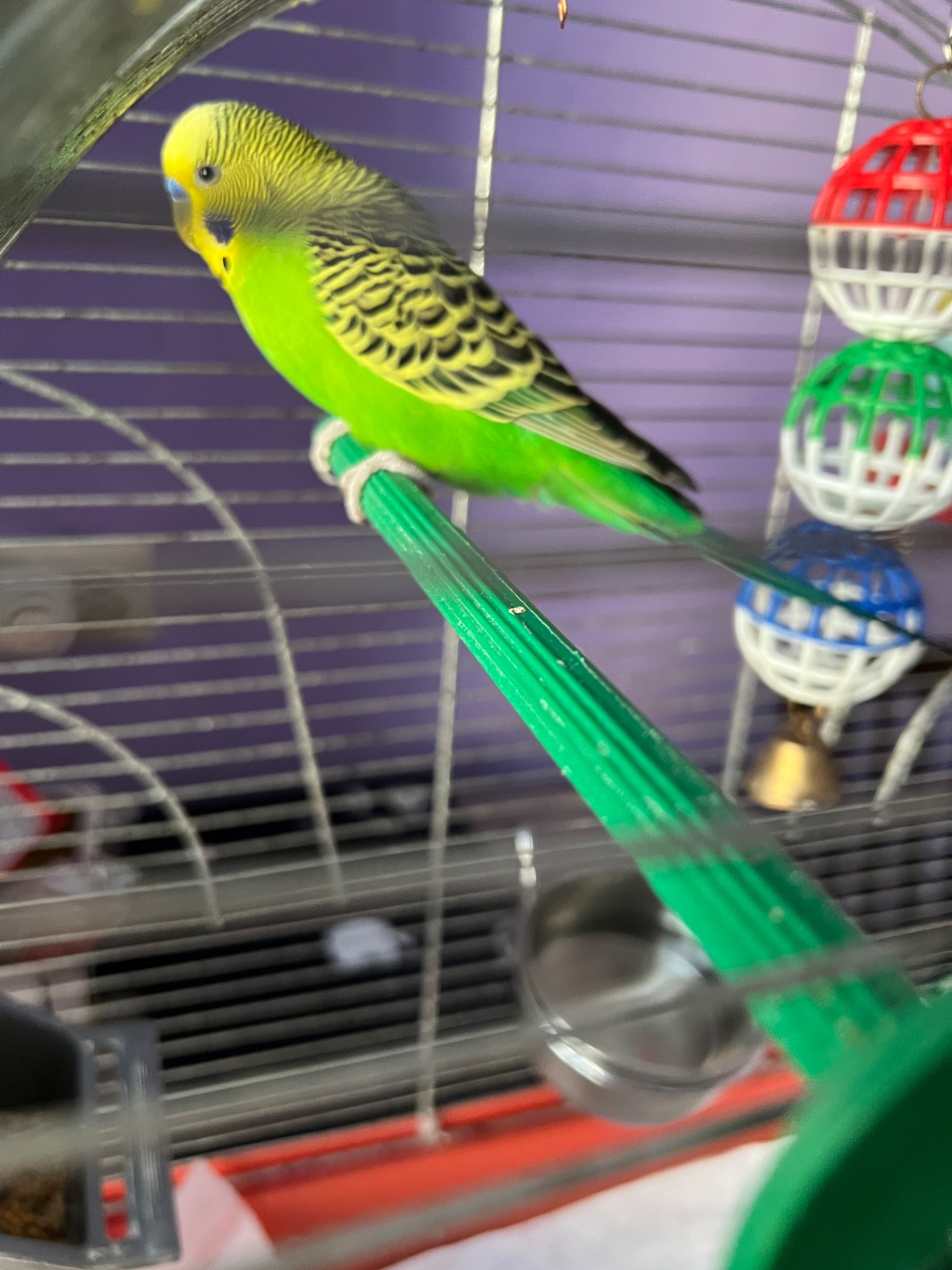 Шукаю новий дім для пари молодих хвилястих папужок