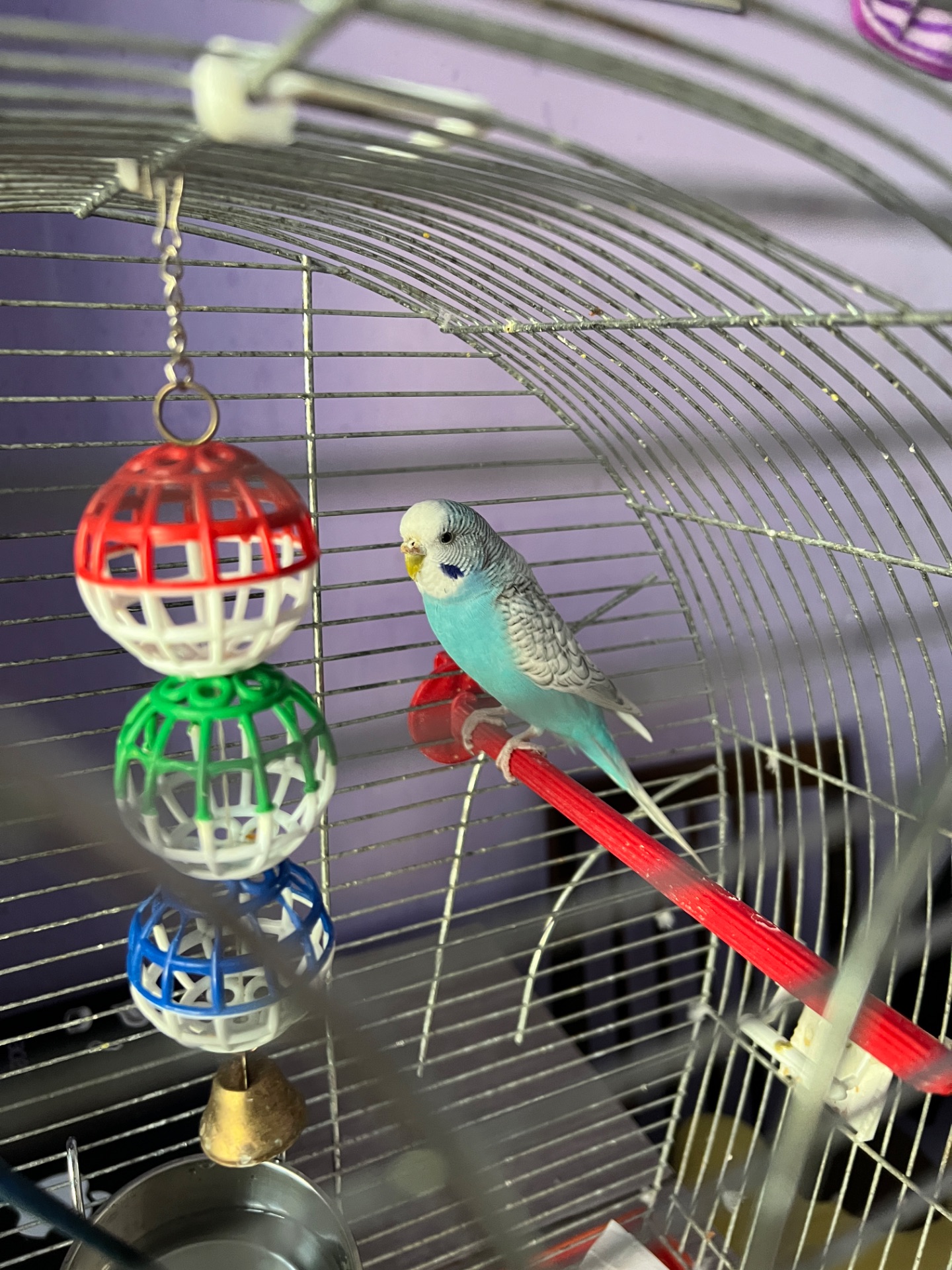 Шукаю новий дім для пари молодих хвилястих папужок