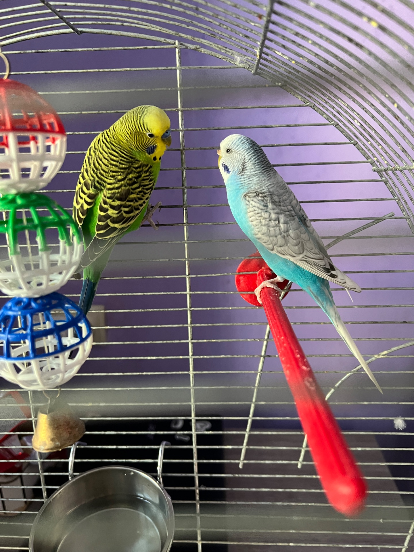 Шукаю новий дім для пари молодих хвилястих папужок