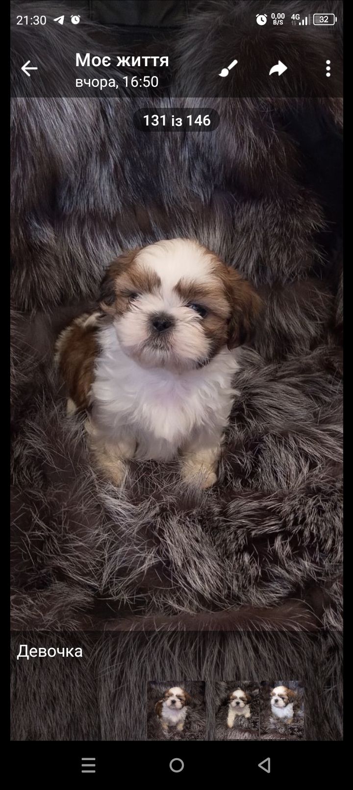 Ши-тцу цуценя