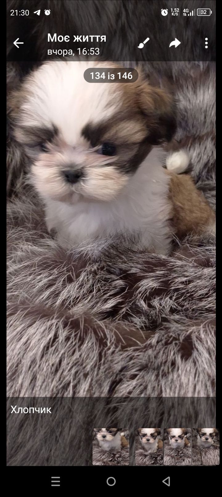 Ши-тцу цуценя