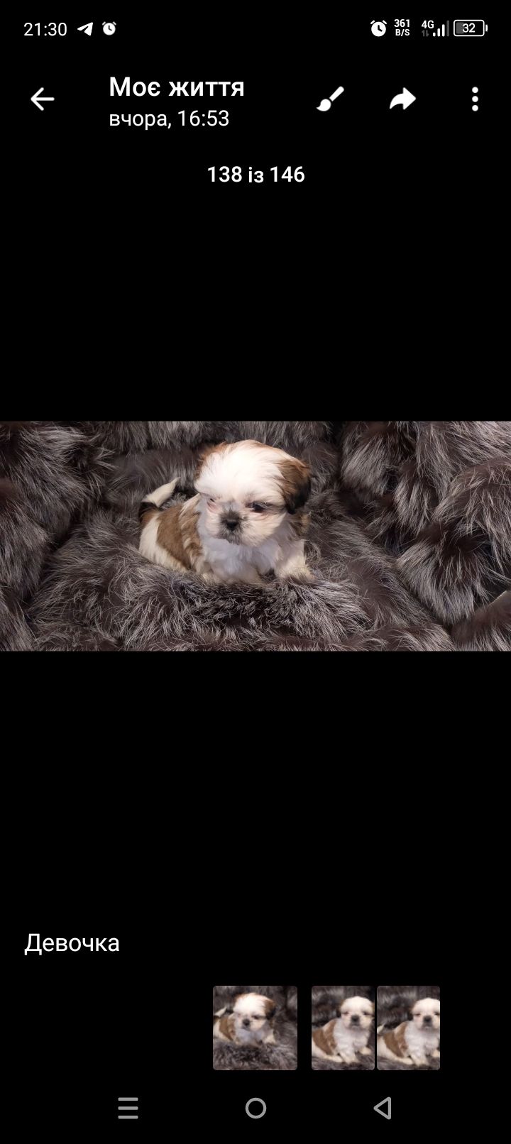 Ши-тцу цуценя