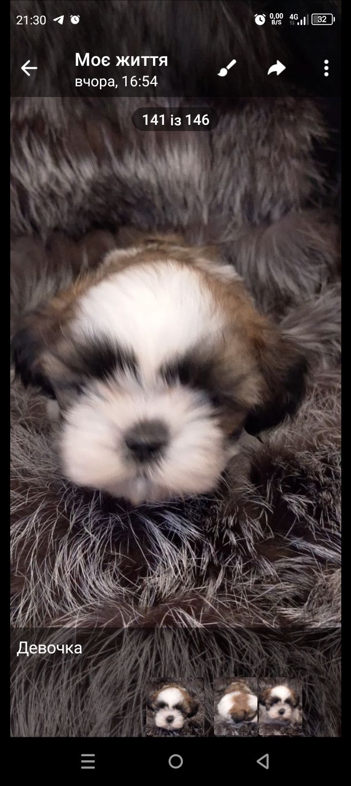 Ши-тцу цуценя