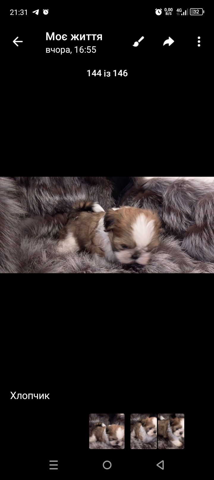 Ши-тцу цуценя