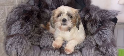 Клубні ши-тцу