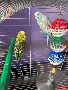 Шукаю новий дім для пари молодих хвилястих папужок