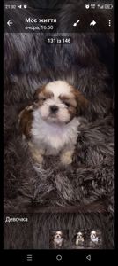 Ши-тцу цуценя