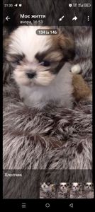 Ши-тцу цуценя