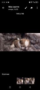 Ши-тцу цуценя