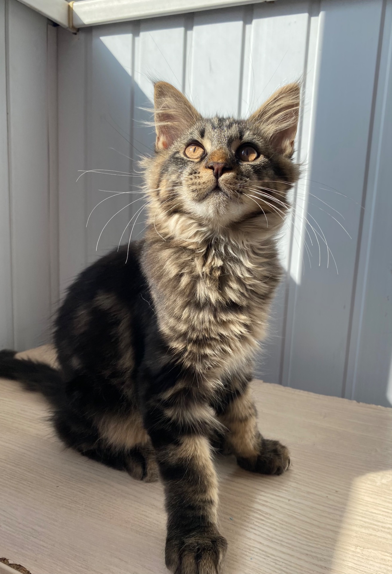 Кошенята Мейн-кун маленькі рисі