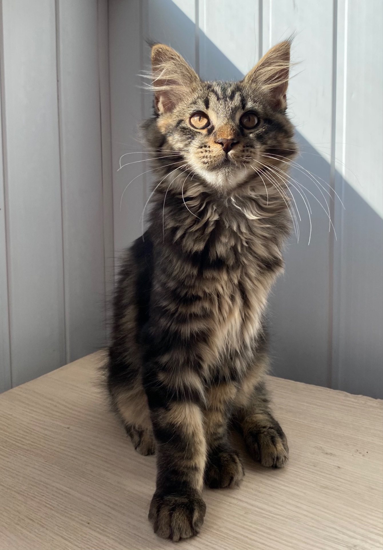 Кошенята Мейн-кун маленькі рисі