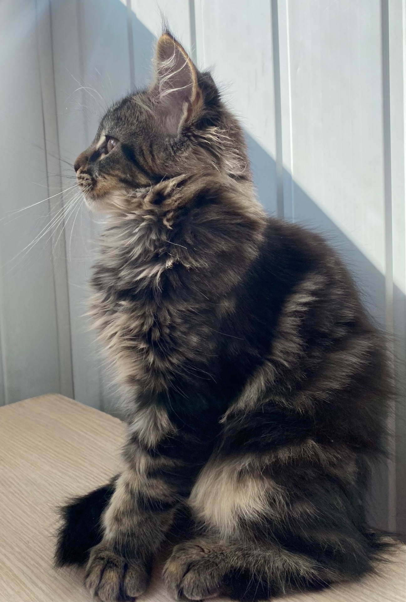 Кошенята Мейн-кун маленькі рисі