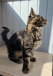 Кошенята Мейн-кун маленькі рисі