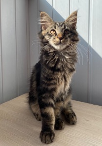 Кошенята Мейн-кун маленькі рисі