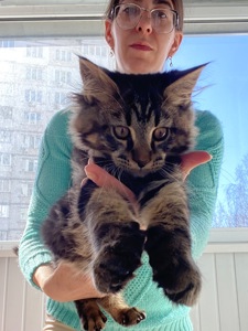 Кошенята Мейн-кун маленькі рисі