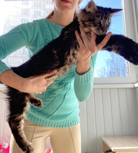 Кошенята Мейн-кун маленькі рисі