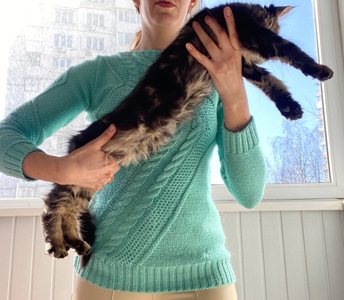 Кошенята Мейн-кун маленькі рисі