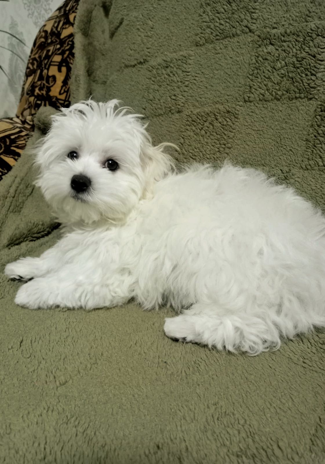 Малыш мальтийской болонки ( мальтезе)