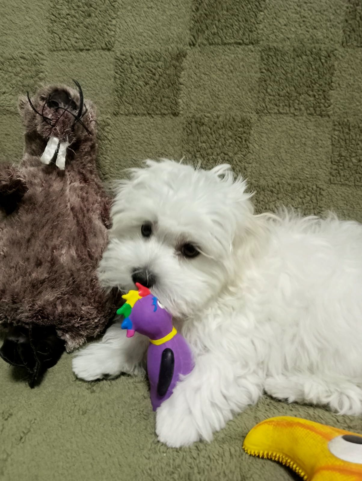 Малыш мальтийской болонки ( мальтезе)