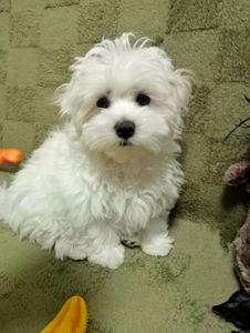 Малыш мальтийской болонки ( мальтезе)