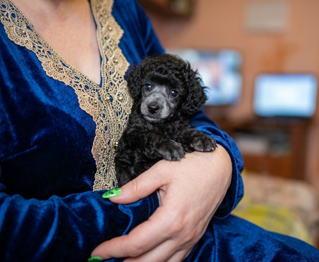 В продаже серебристая девочка той пудель