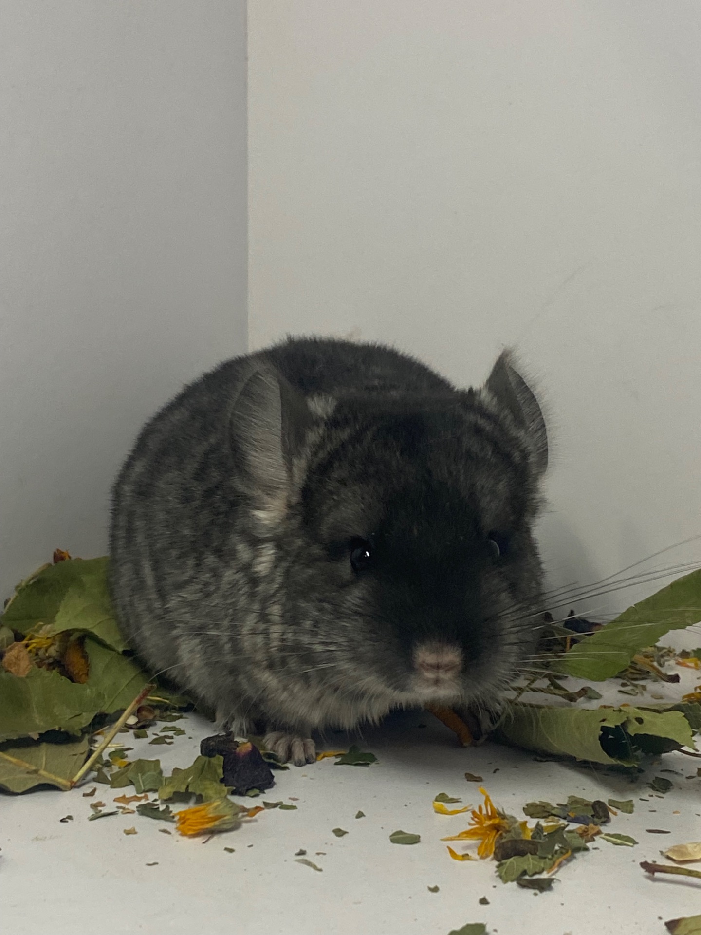 Шиншиллы малыши для брони