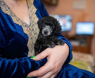 В продаже серебристая девочка той пудель