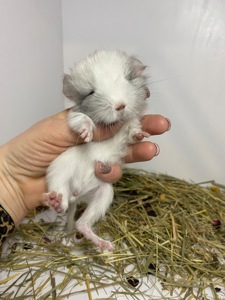 Шиншиллы малыши для брони