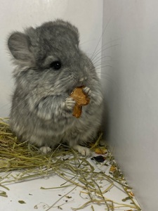 Шиншиллы малыши для брони