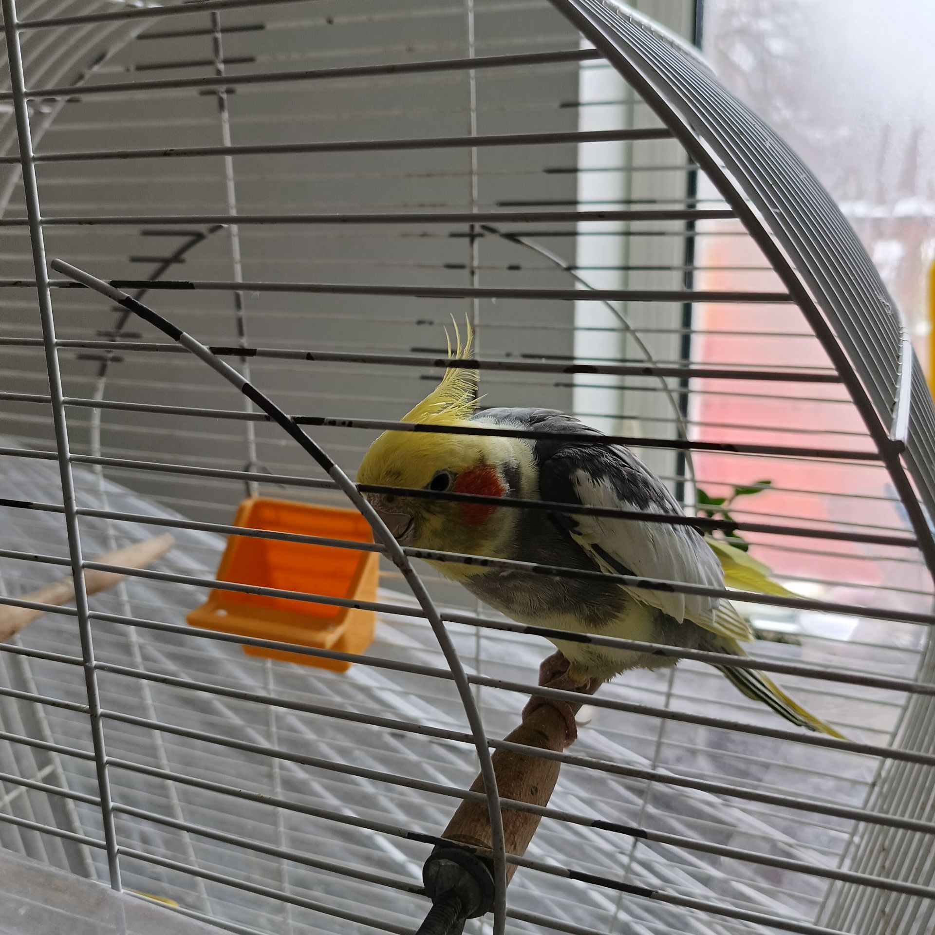 Продам папугу корела