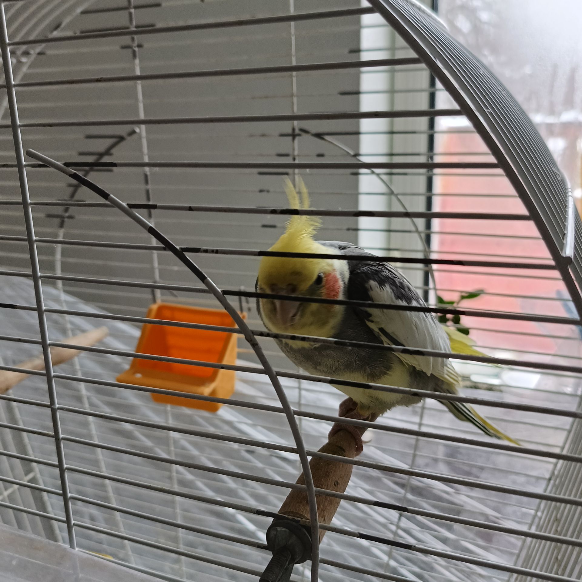 Продам папугу корела