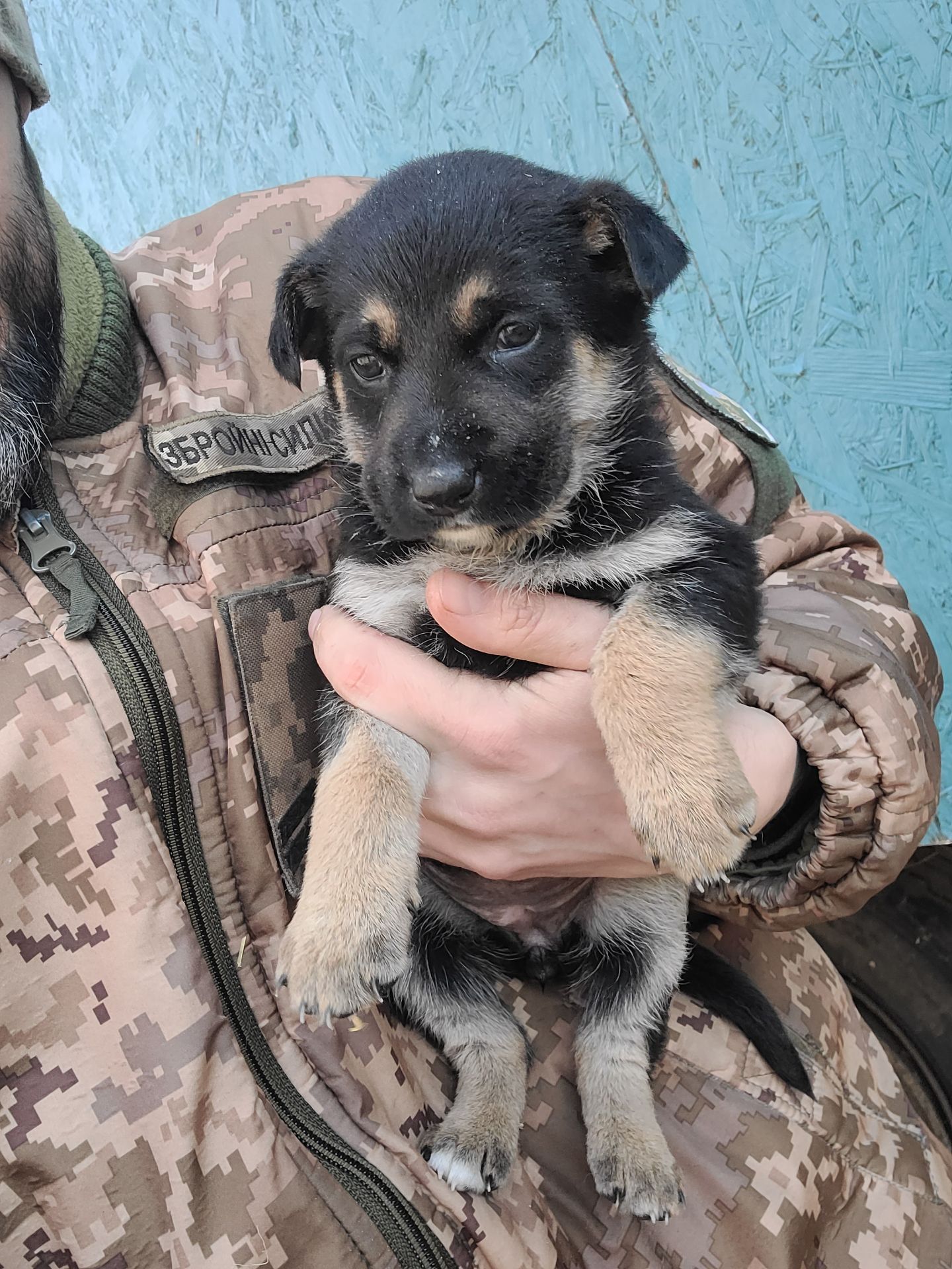 Німецька вівчарка з хаскі мікс