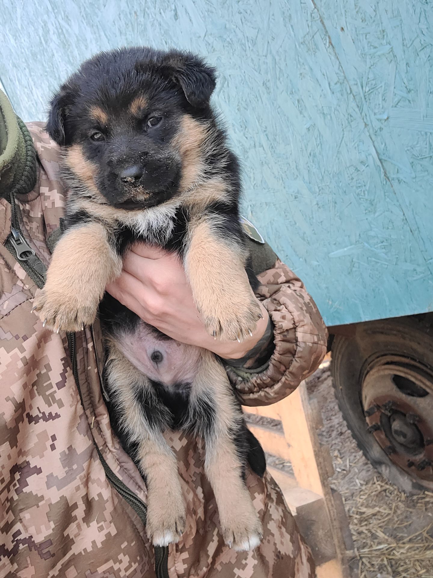 Німецька вівчарка з хаскі мікс