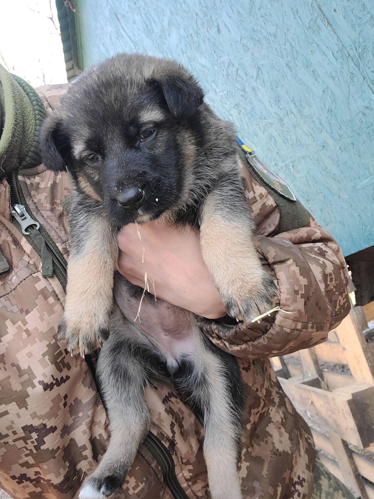 Німецька вівчарка з хаскі мікс