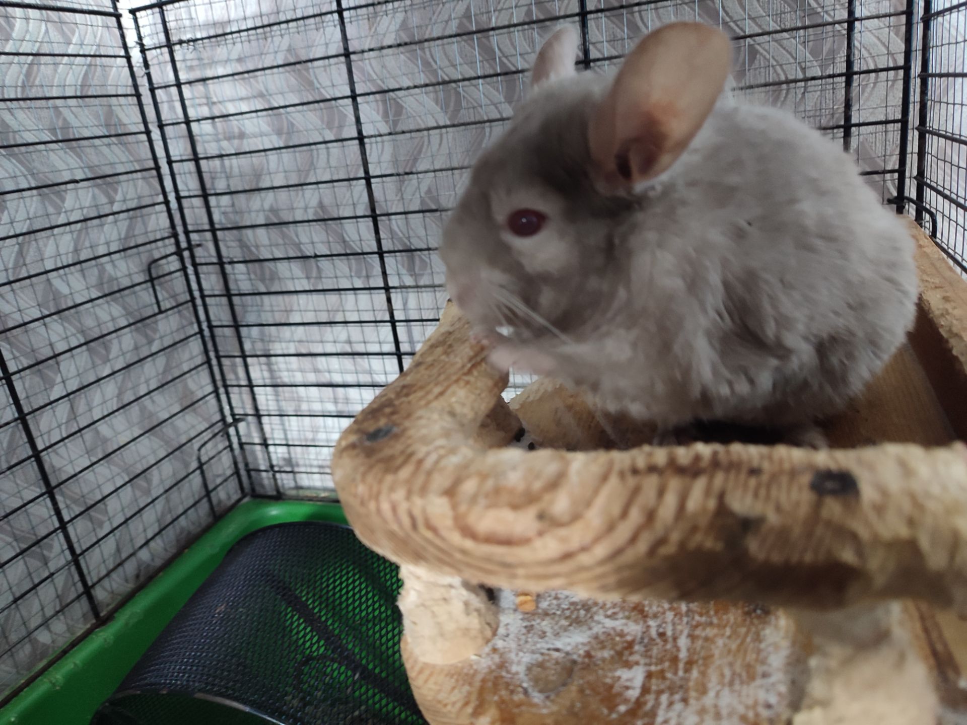 Світло- сіра шиншила