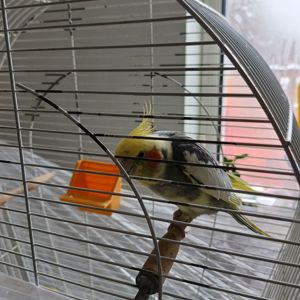 Продам папугу корела