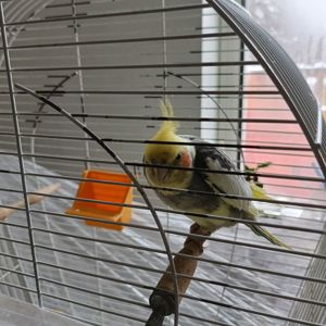 Продам папугу корела