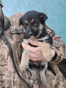 Німецька вівчарка з хаскі мікс