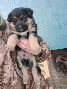 Німецька вівчарка з хаскі мікс