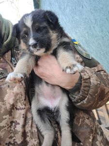 Німецька вівчарка з хаскі мікс