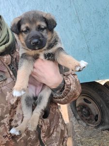 Німецька вівчарка з хаскі мікс