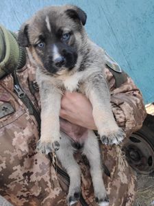 Німецька вівчарка з хаскі мікс