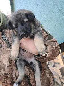 Німецька вівчарка з хаскі мікс