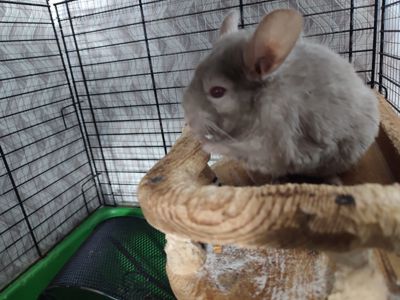 Світло- сіра шиншила