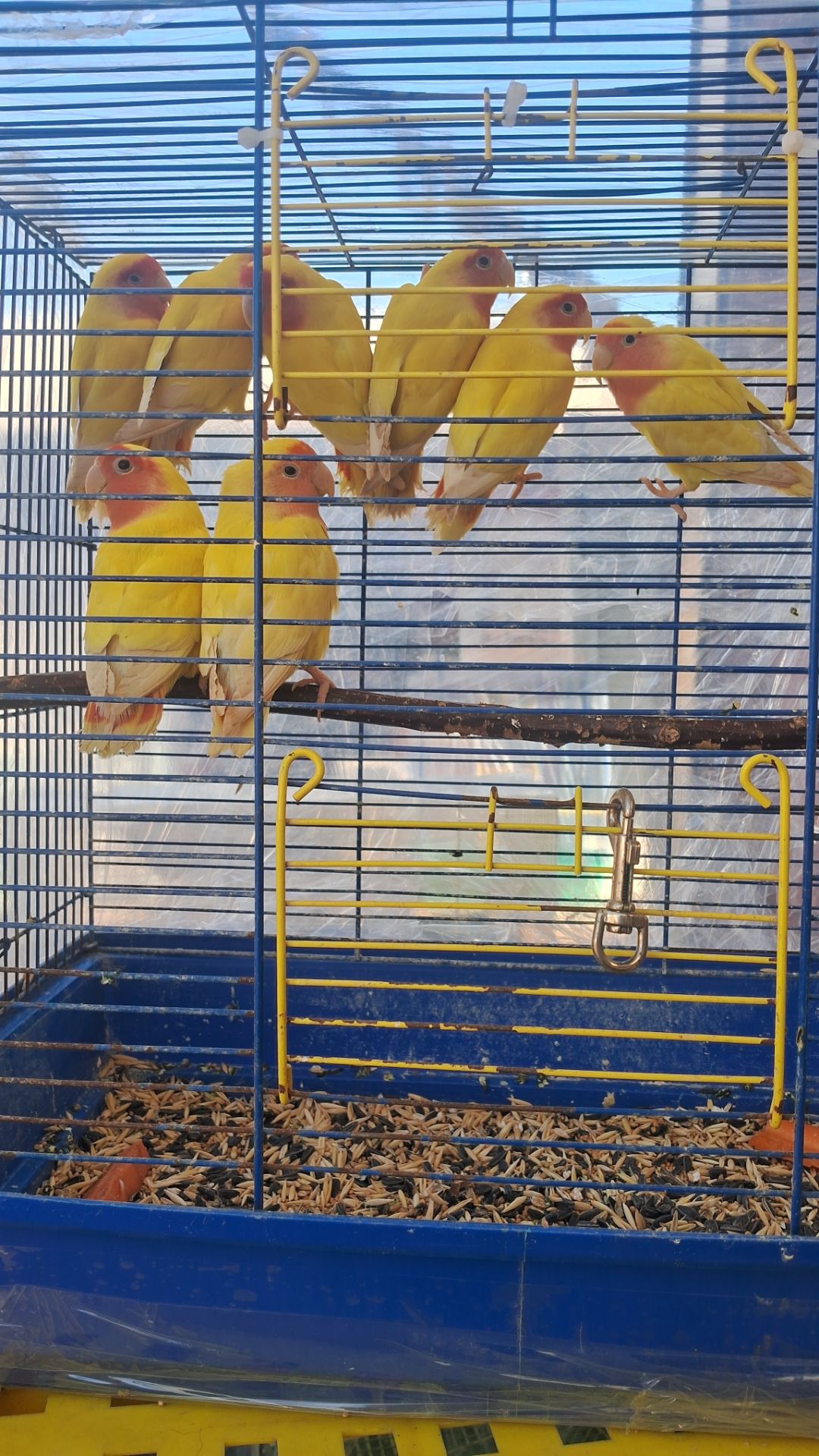 Нерозлучники