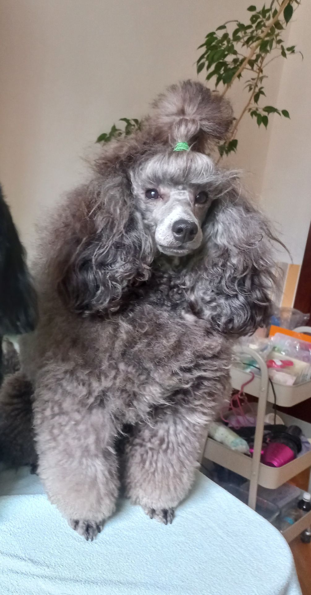Пудель срібло кобель
